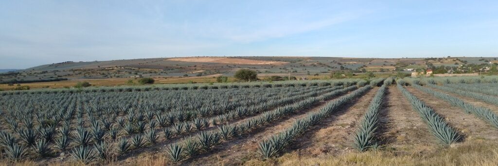 Agave fields Guanajuato 2