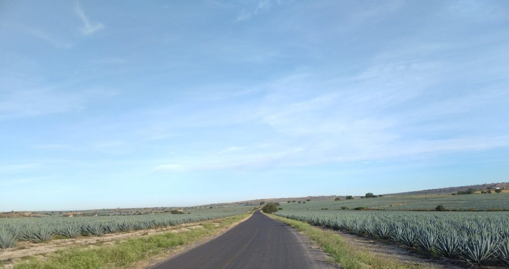 Agave fields Guanajuato 3