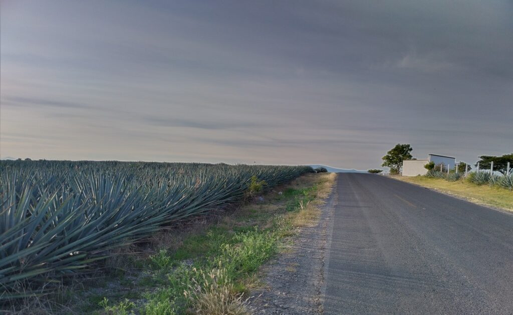 Agave fields Guanajuato 4