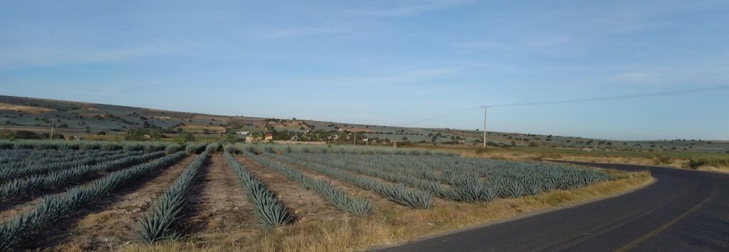 Agave fields Guanajuato 6