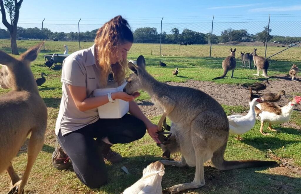Kangaroos communicate 3