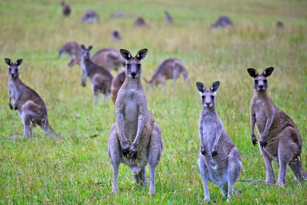 Kangaroos communicate 2