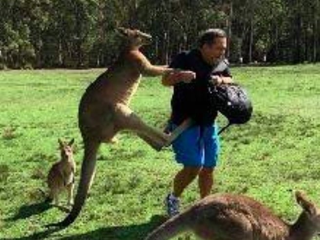 Kangaroos communicate 4
