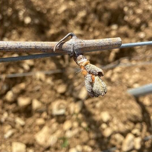 vineyards tragedy France 3