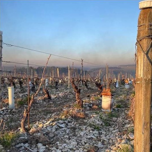 vineyards tragedy France 66