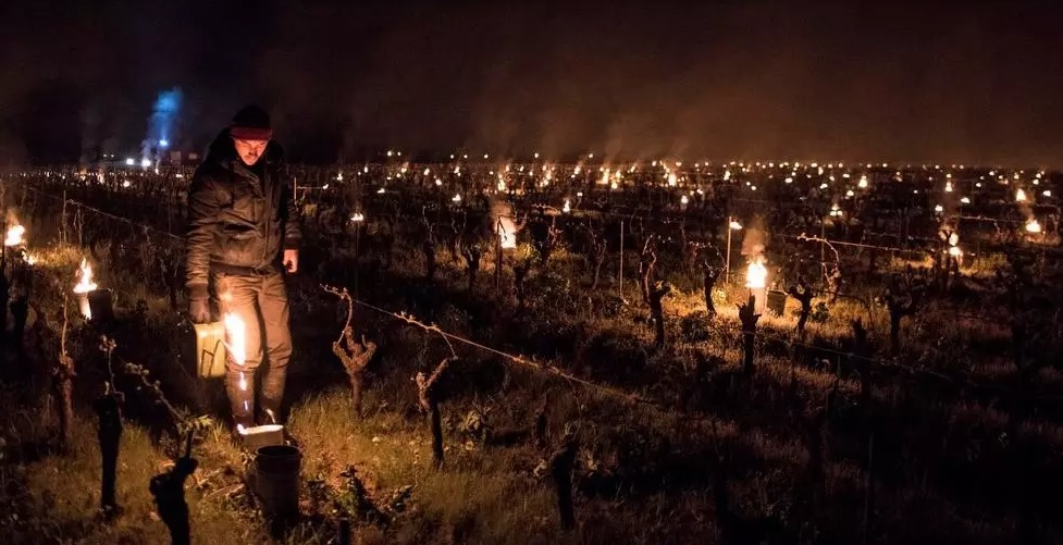 vineyards tragedy France 2
