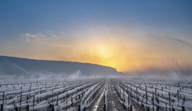 vineyards tragedy France 5