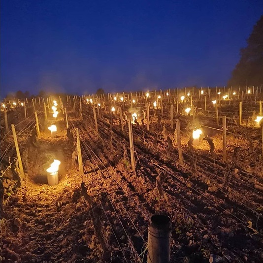 vineyards tragedy France 6