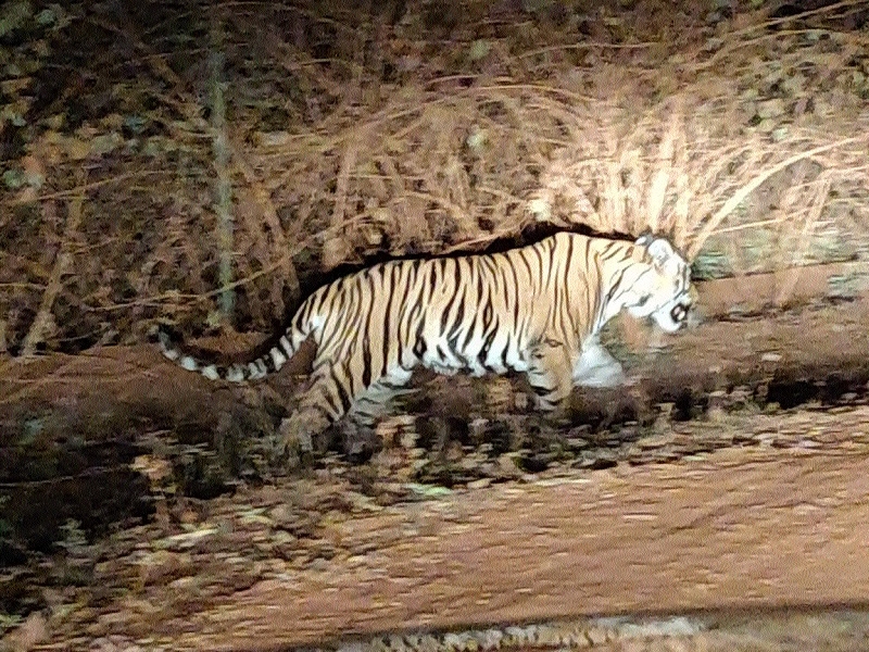 Tiger Apaseo El Grande Guanajuato