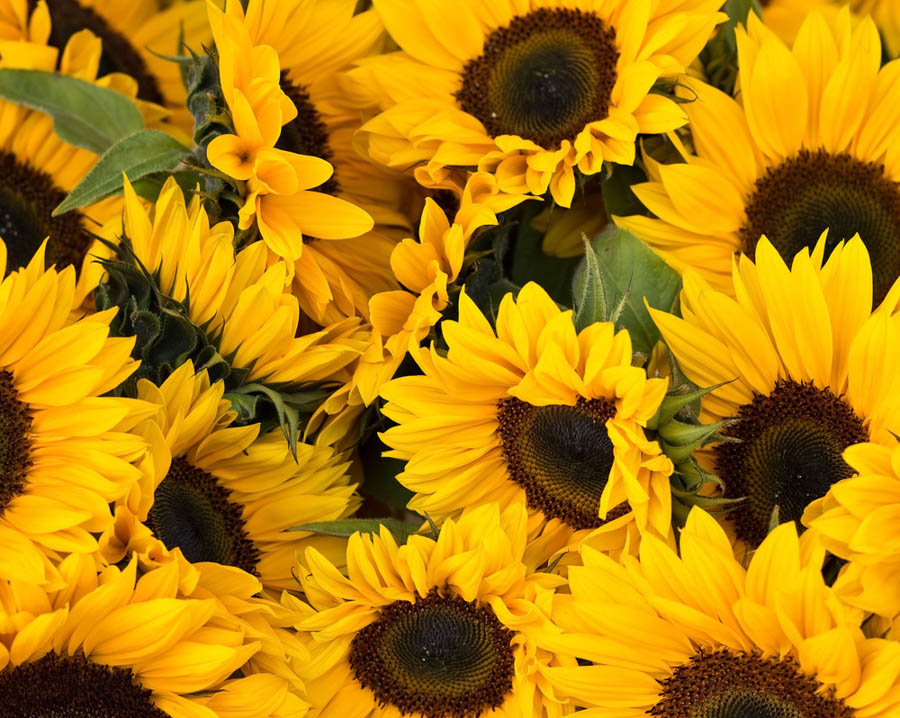 Sunflower Flowers Production Guanajuato 6