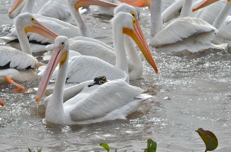 Migratory Birds Guanajuato Environment 6