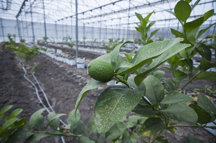 Lemon Production Support Guanajuato 4
