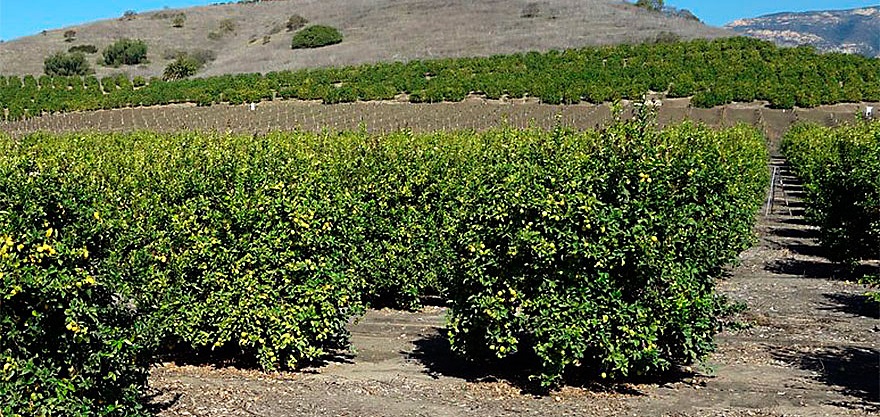 Lemon Production Support Guanajuato 3