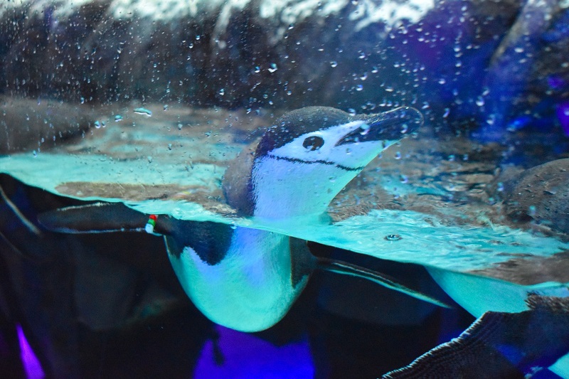 Acuario del Bajío Sealand Leon Guanajuato 4