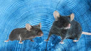 Mice Ageing Rejuvenated Protein 5