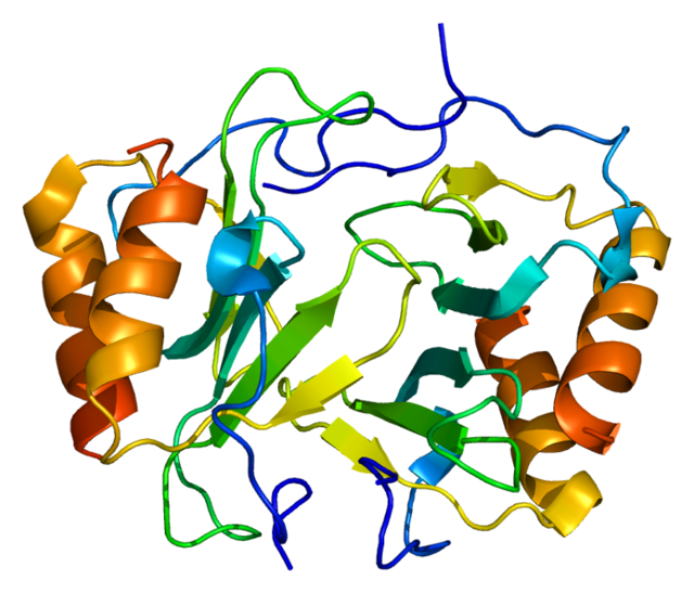 Mice Ageing Rejuvenated Protein 4