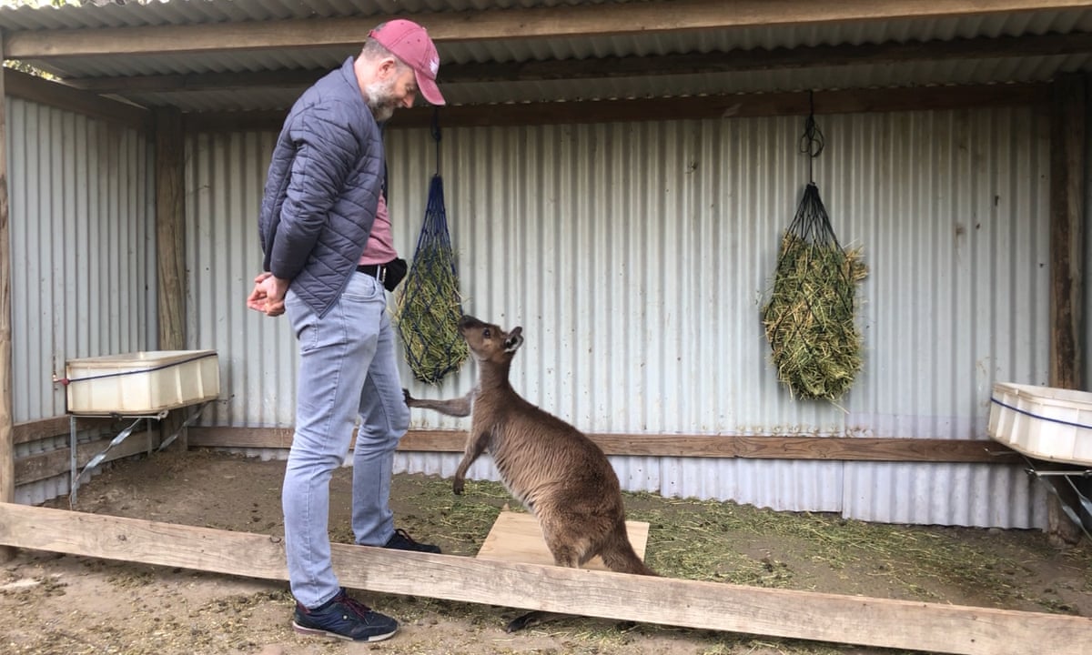 Kangaroos communicate with people