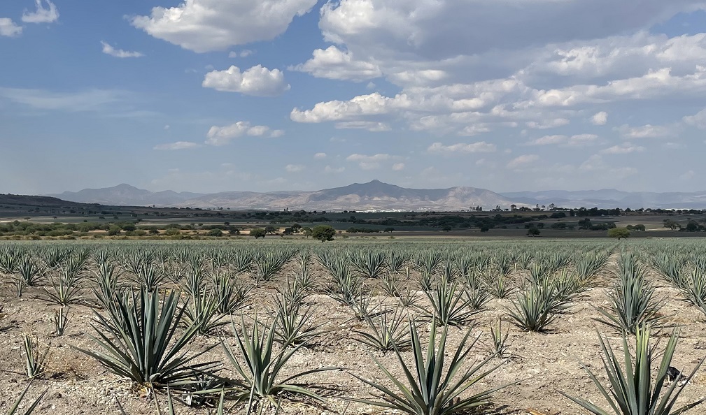 Agave to be produced without deforestation
