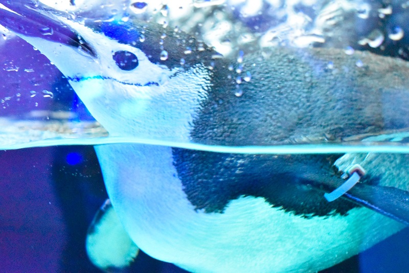 Acuario del Bajío Sealand Leon Guanajuato 7