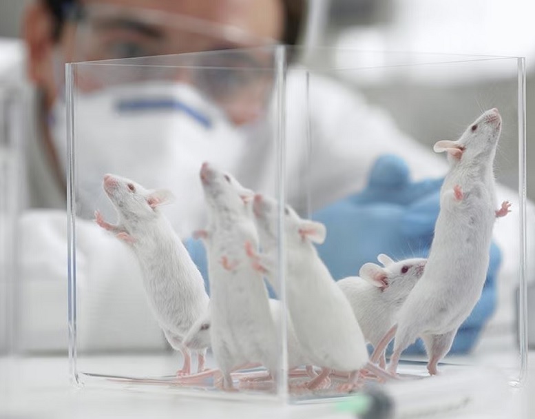 Older mouse brains rejuvenated by protein