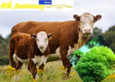 Algae as a surprising alternative for meat Algae as a surprising alternative for meat