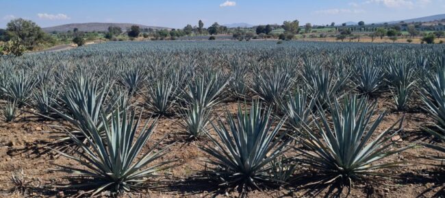 Tequila Friendly Environment  Guanajuato 5