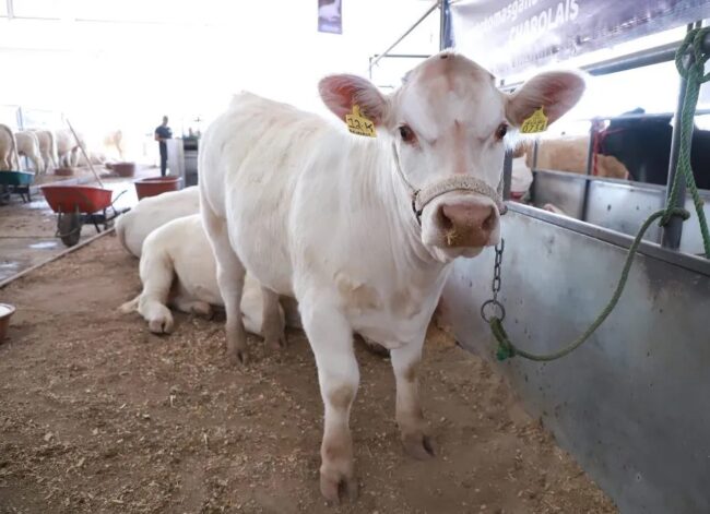 Cattle Stockbreeders Guanajuato Leon Fair 5
