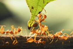 Empire of the ants Empire of the ants