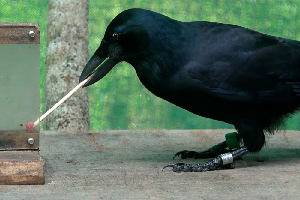 Crows with counting skills only seen in people