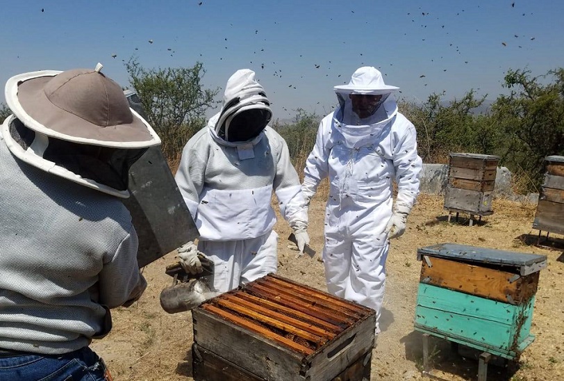 Apiculture is supported in Guanajuato