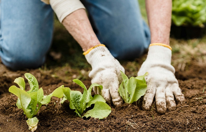 Guanajuato produces more lettuce