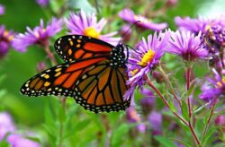 Monarch Butterfly Migration Protection Guanajuato