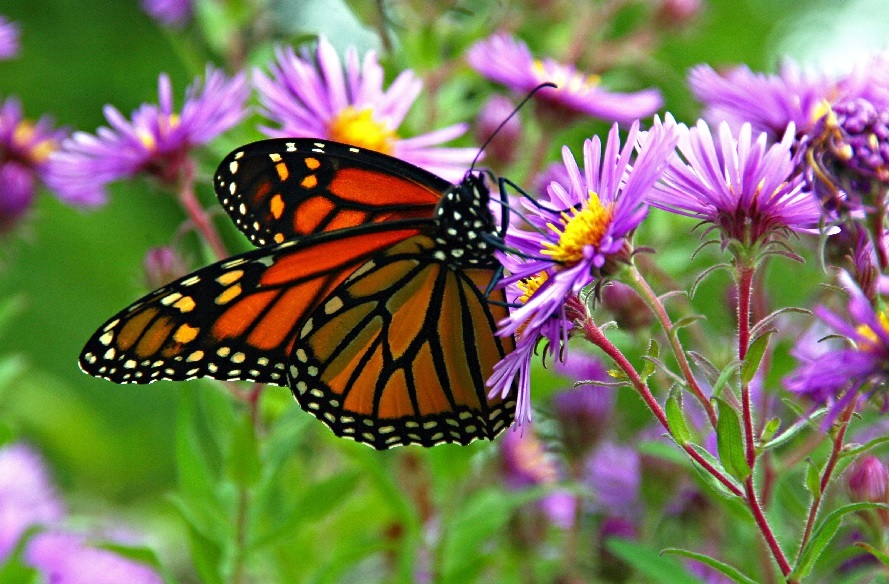 Guanajuato works to preserve the Monarch’s migratory route