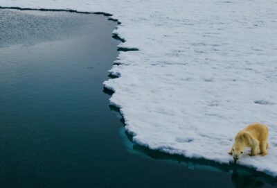 First day without ice in the Arctic is near First day without ice in the Arctic is near