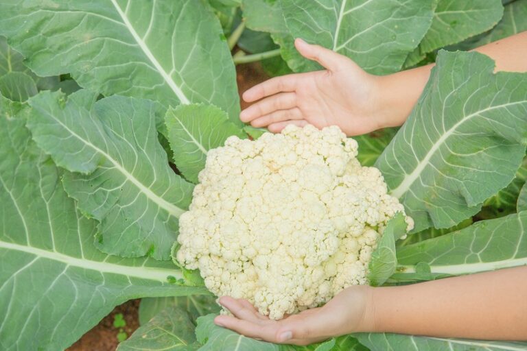 Cauliflower Production Guanajuato National Leader