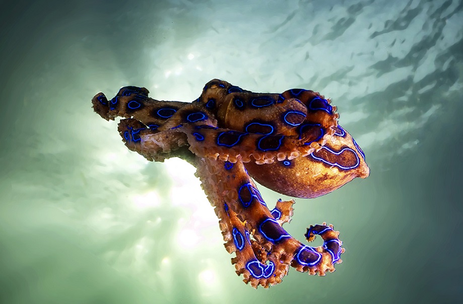 Male blue-lined octopuses know about safe practices