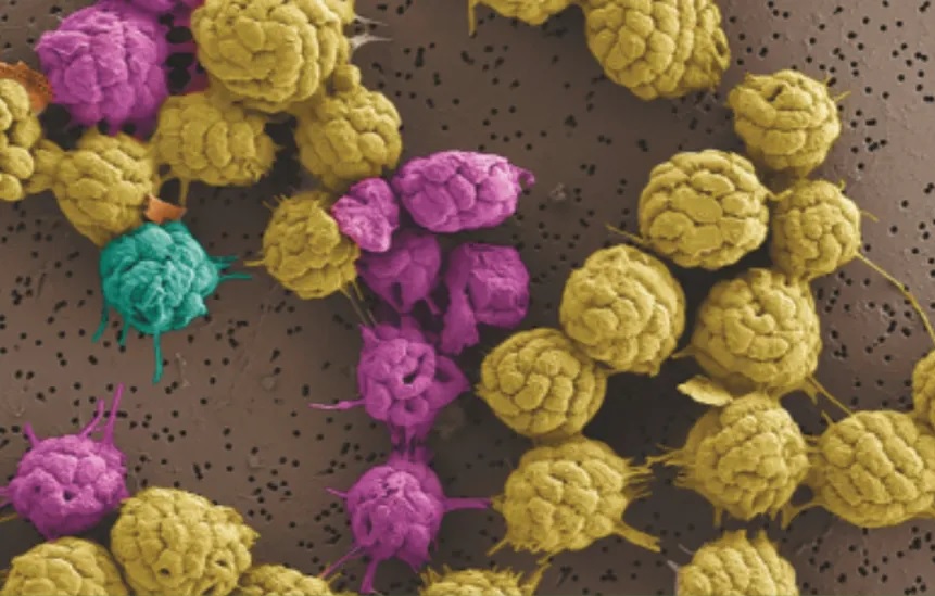 Bacteria aligns to magnetic field, needs friends to survive