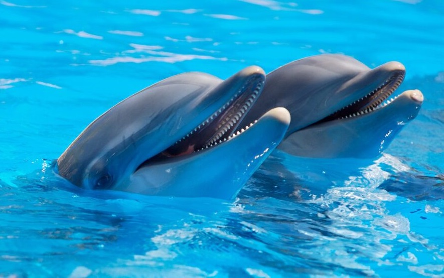 Deciphering dolphin language could help communicate with ET