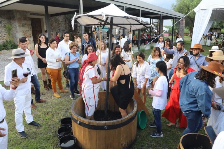 Vendimia Grape Harvest 2025 Guanajuato