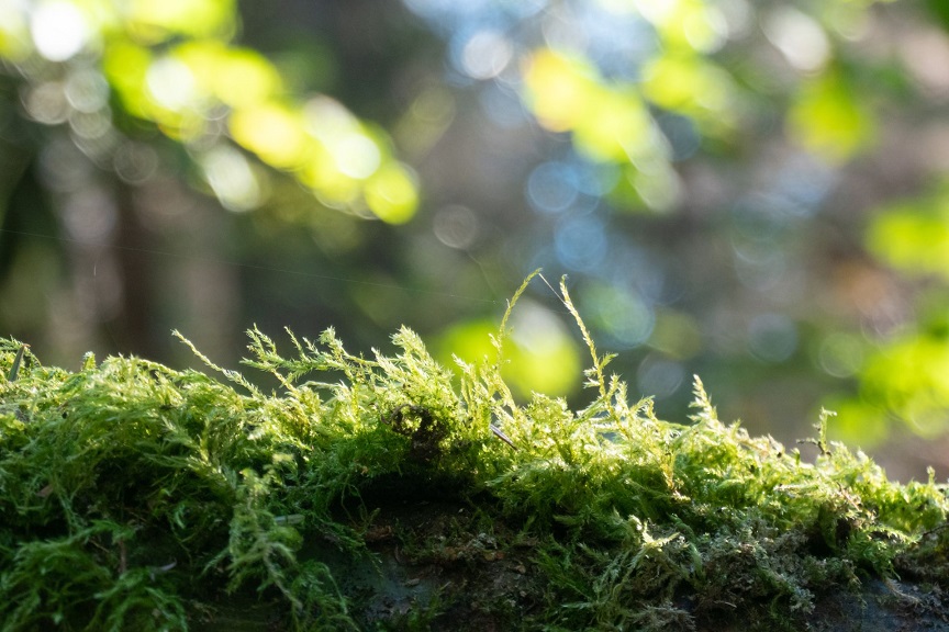 Moss survives 9 months outside ISS and then grows on Earth