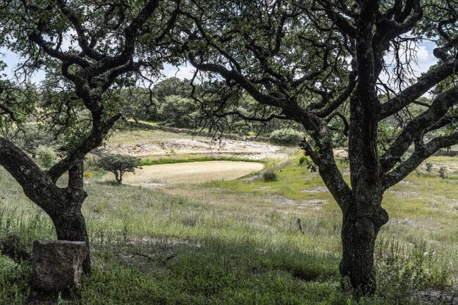 Nature Sierra de Lobos Protection Guanajuato