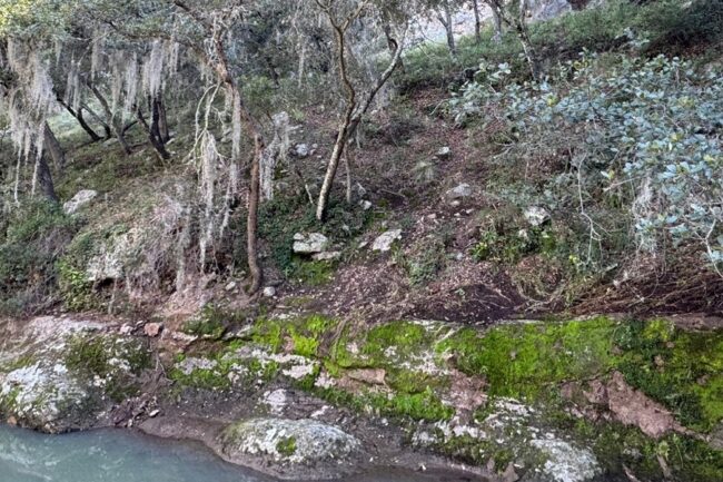 Moss Protection Environment Guanajuato