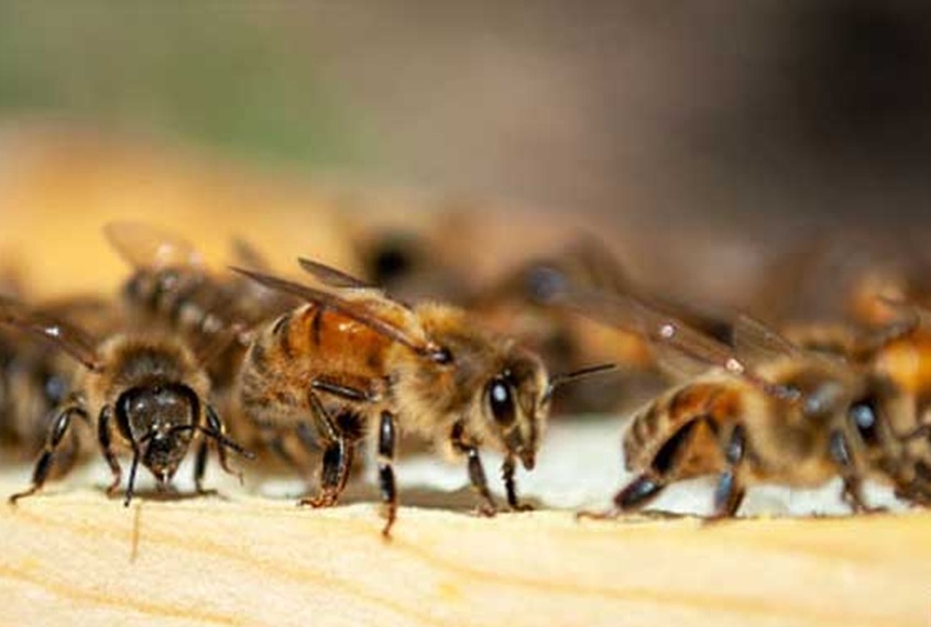 Bees as a model for interstellar communication