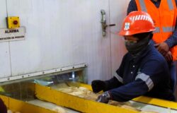 Jobs Promotion Linkage Guanajuato