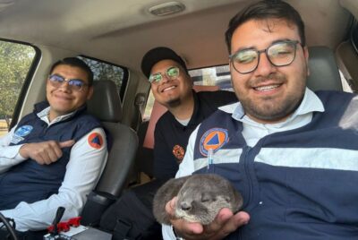 Otter Rescued Purisima del Rincon Guanajuato 1