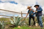 Mezcal Designation Origin Guanajuato