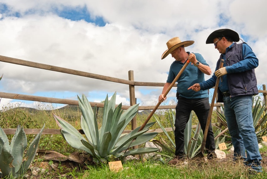 Guanajuato increases Mezcal Designation of Origin