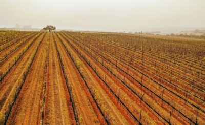 Guanajuato Wines Concours Mondial de Bruxelles