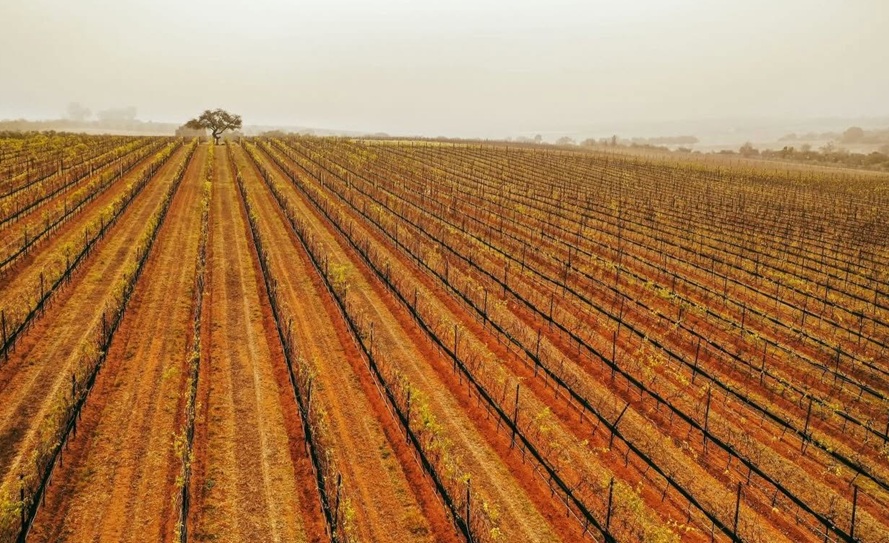 Guanajuatense wines conquer CMB 2026
