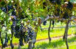 Wine Harvest Guanajuato 2026